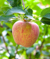 Gravenstein Apple