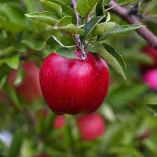 Red Apple