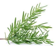 Rosemary Fused