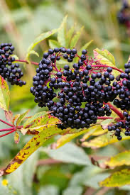Idaho Huckleberry Dark