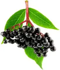Idaho Huckleberry White