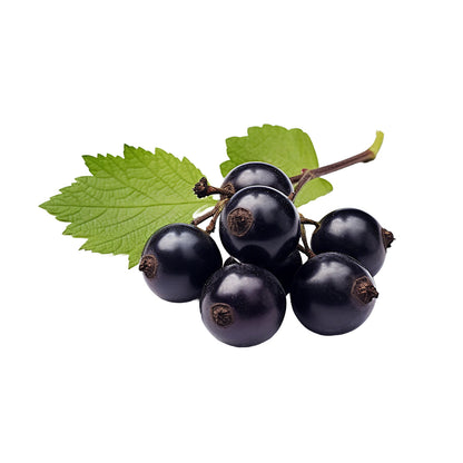 Black Currant