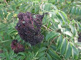 Elderberry